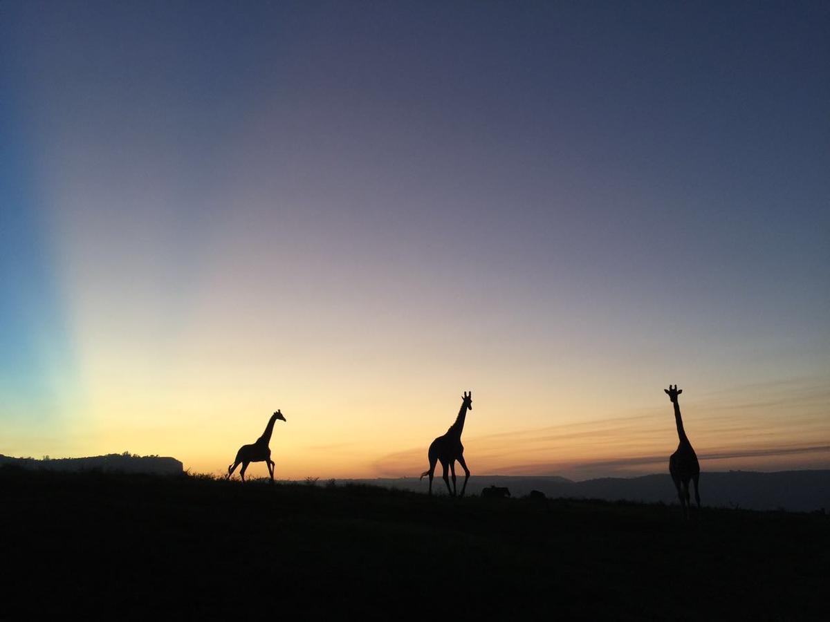 Вілла Phezulu Safari Park Botha's Hill Екстер'єр фото