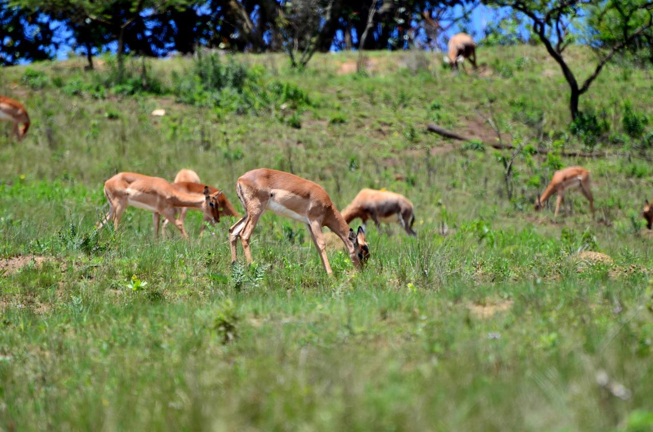 Вілла Phezulu Safari Park Botha's Hill Екстер'єр фото